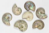 Lot: KG Silver Iridescent Ammonites (-) - Pieces #79443-1